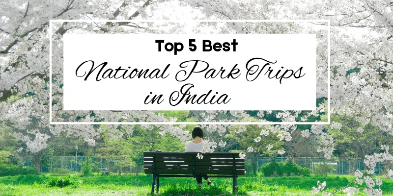 Top 5 Best National Park Trips in India to Go This Summer